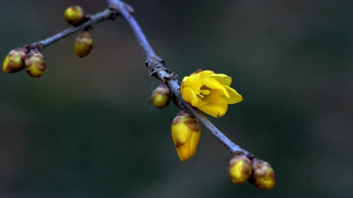 2022第一帖    新年腊梅花