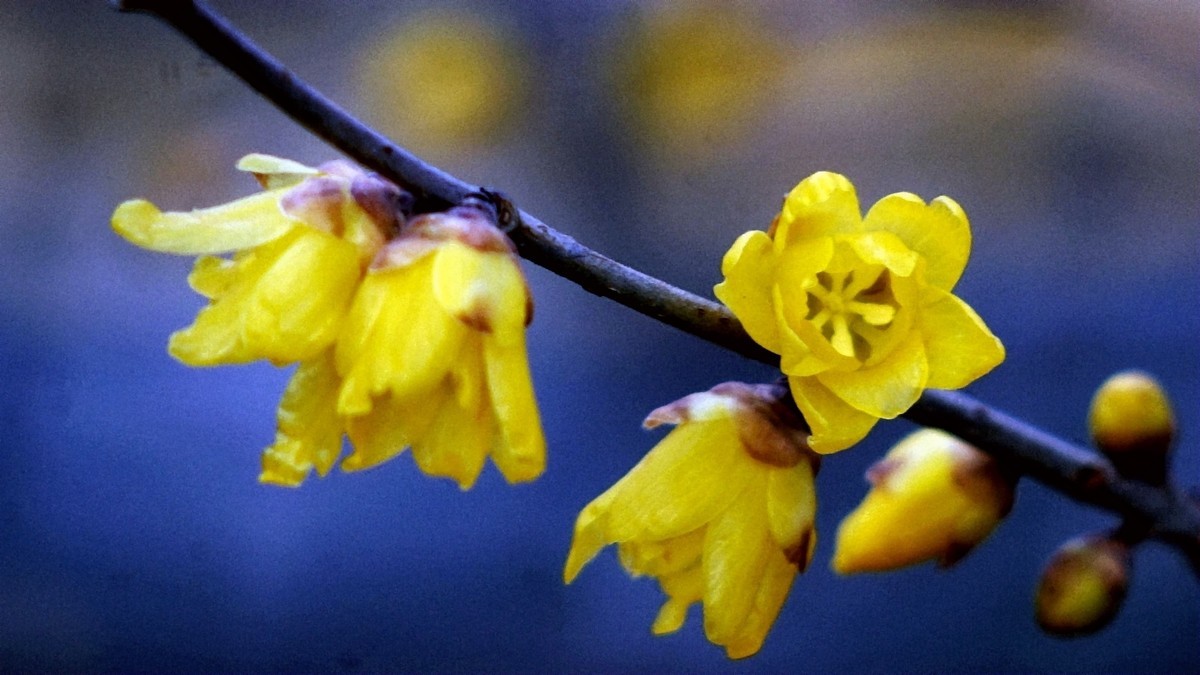 2022第一帖    新年腊梅花