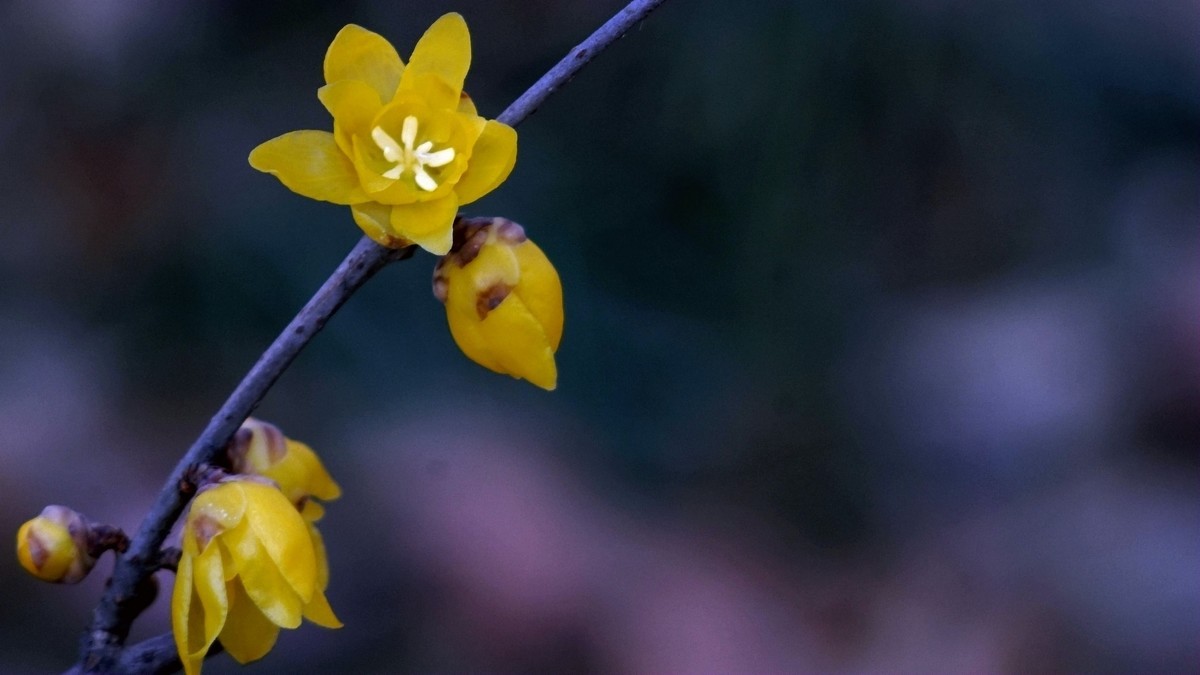 2022第一帖    新年腊梅花