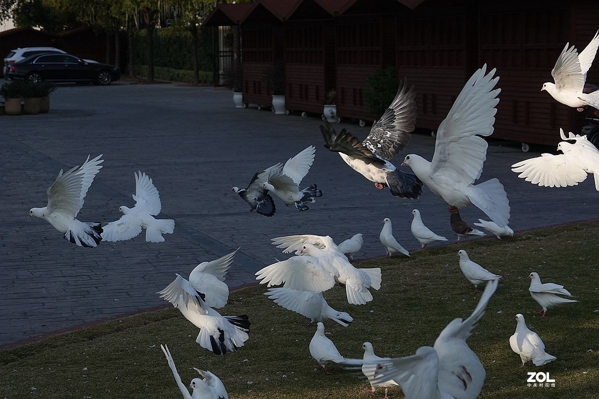 满院子扑腾的鸽子