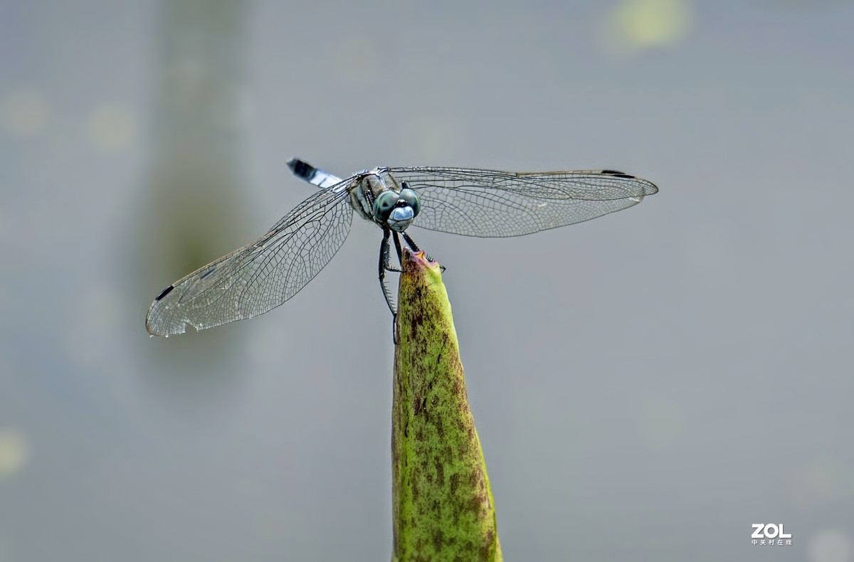 #微中有你#    蜻蜓
