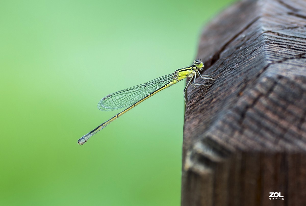 #微中有你#    蜻蜓