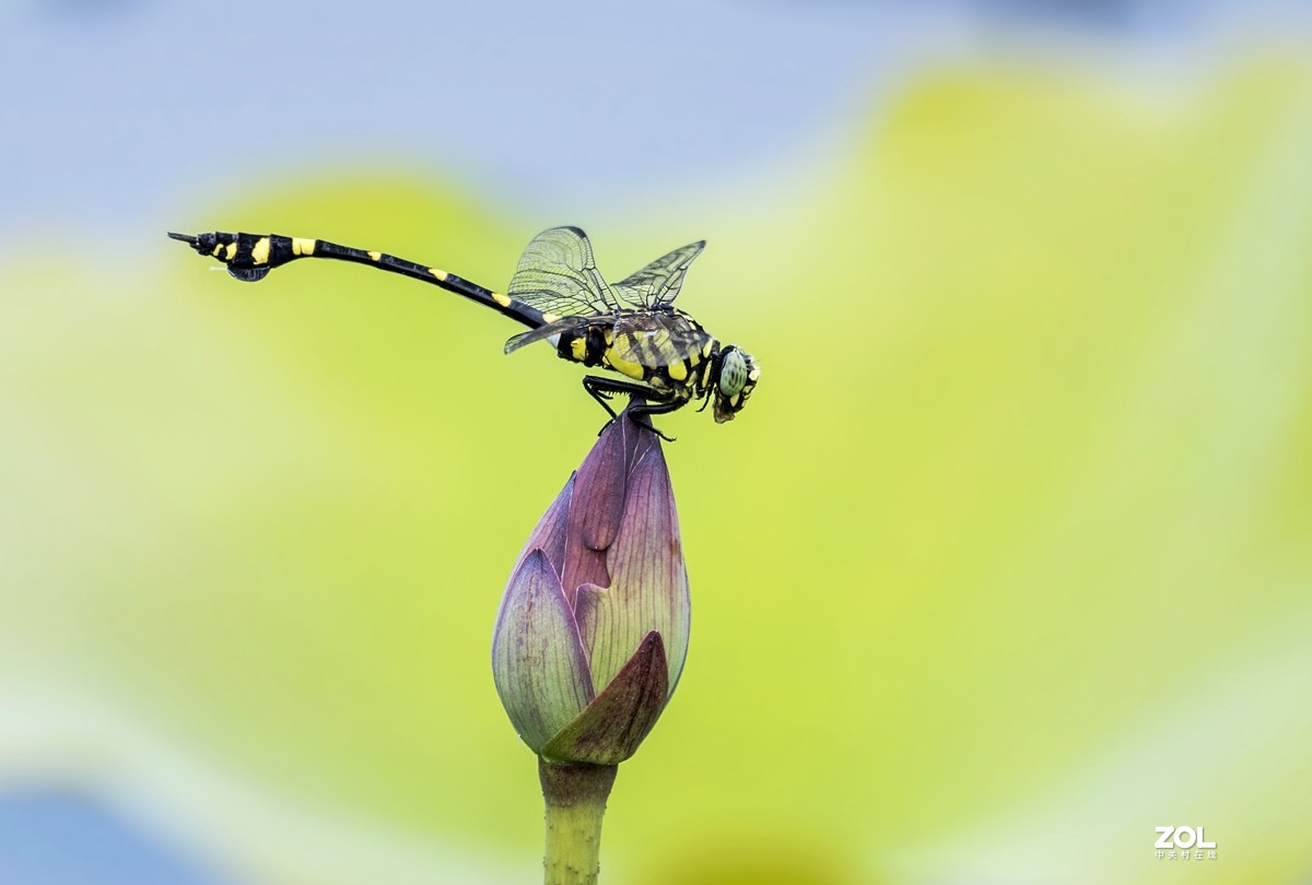 #微中有你#    蜻蜓