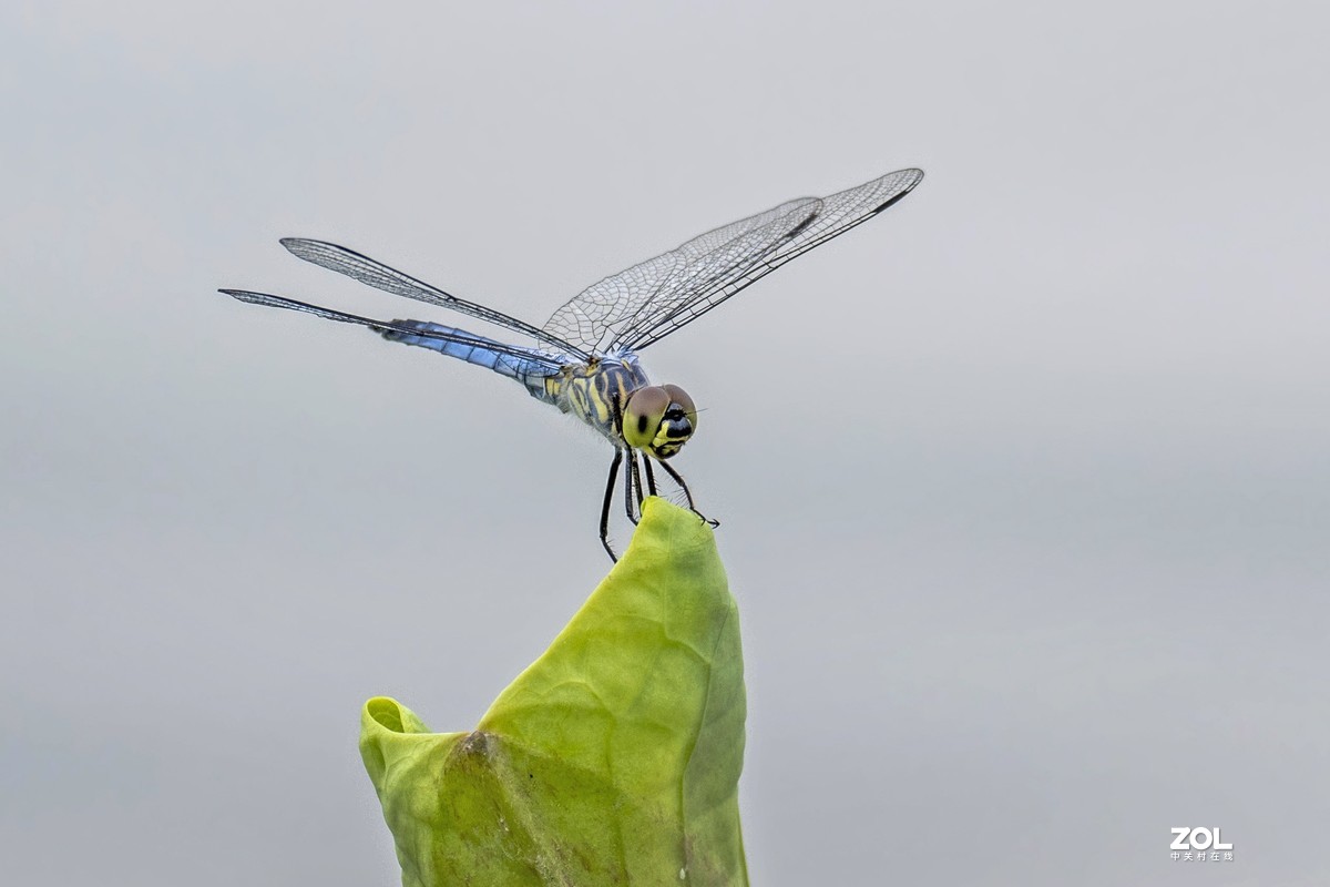 #微中有你#    蜻蜓