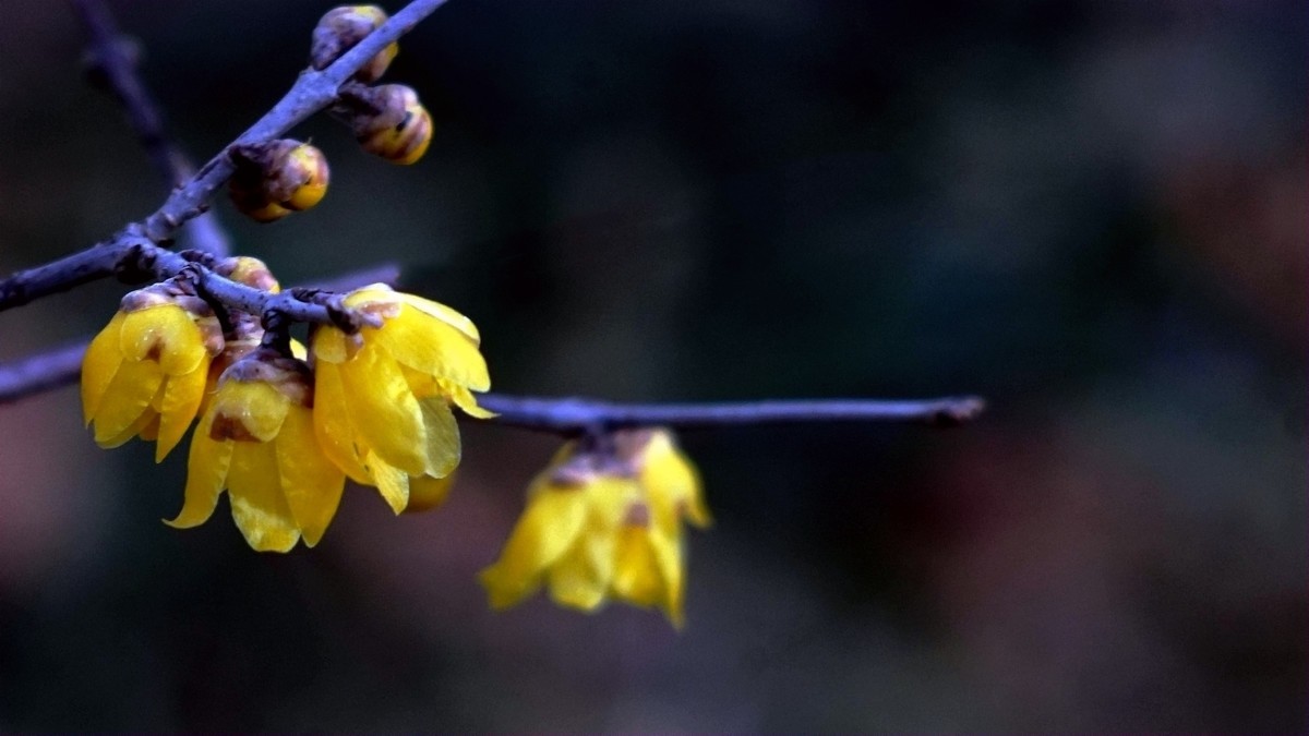 2022第一帖    新年腊梅花