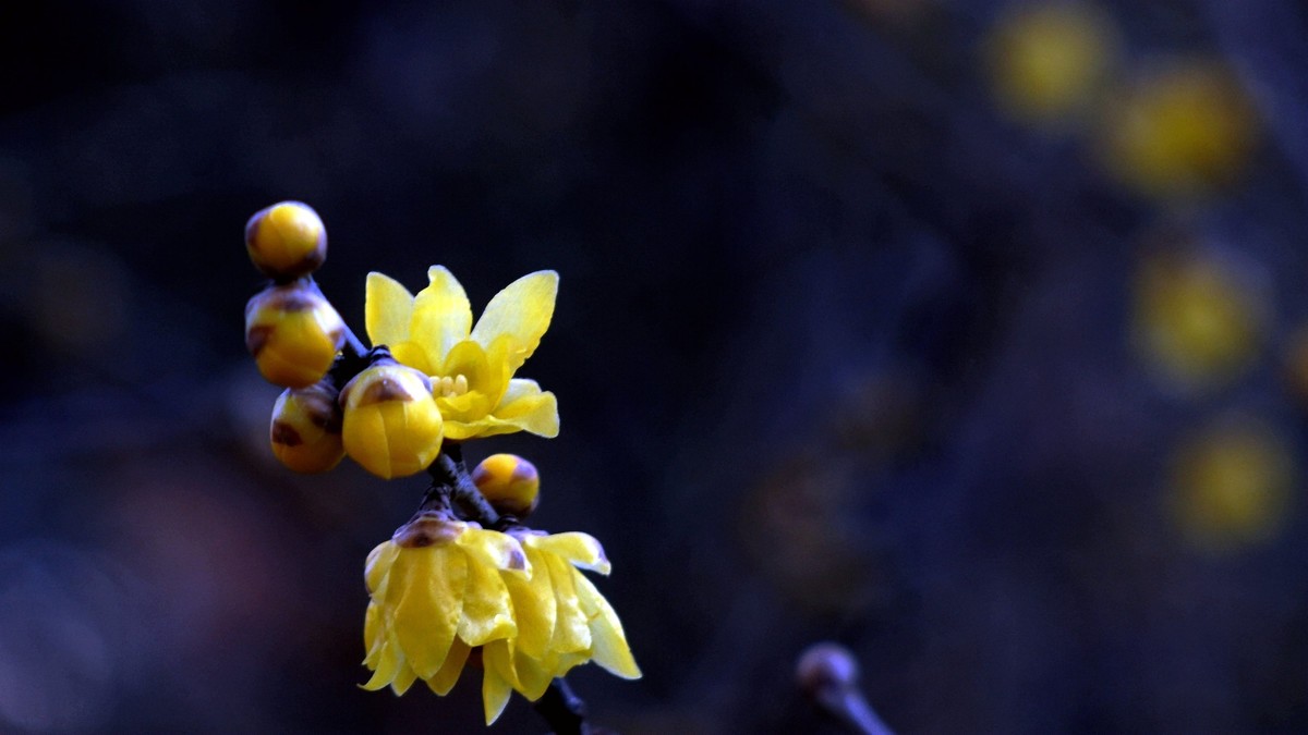 2022第一帖    新年腊梅花