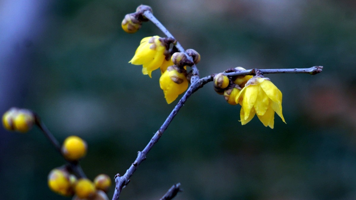 2022第一帖    新年腊梅花