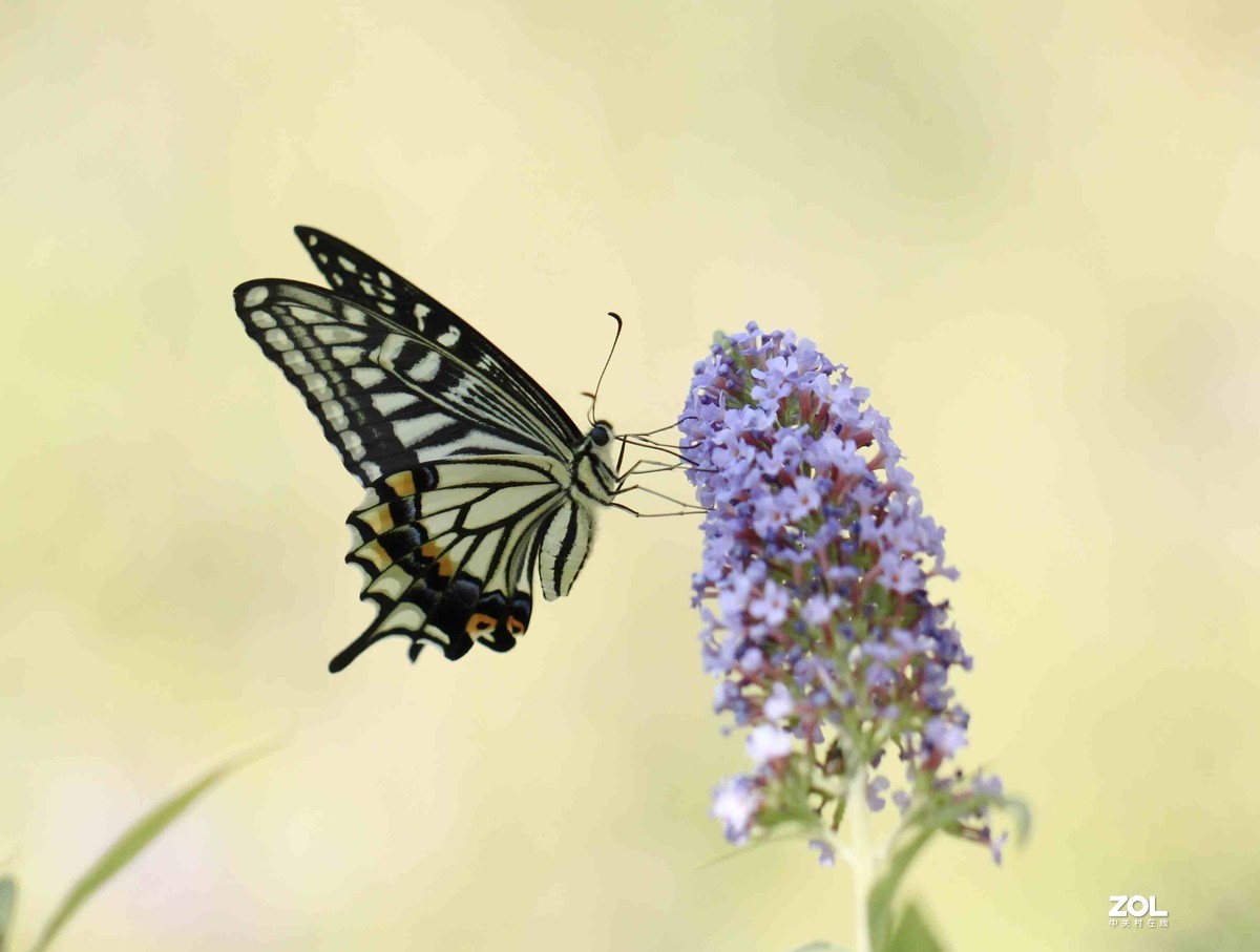 公园拍蝴蝶