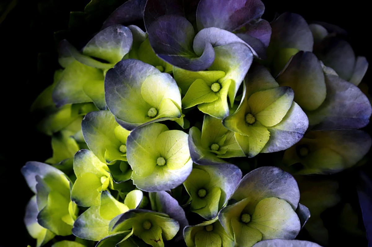 多彩绣球簇拥幸福