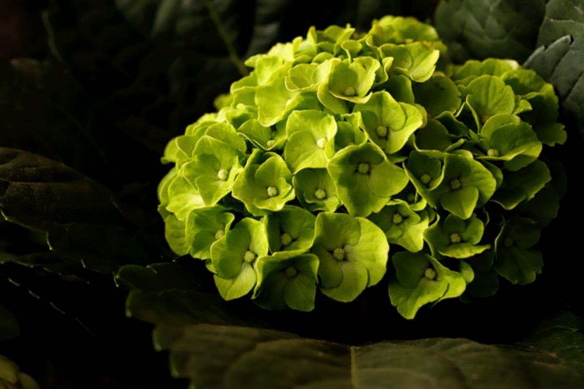 多彩绣球簇拥幸福