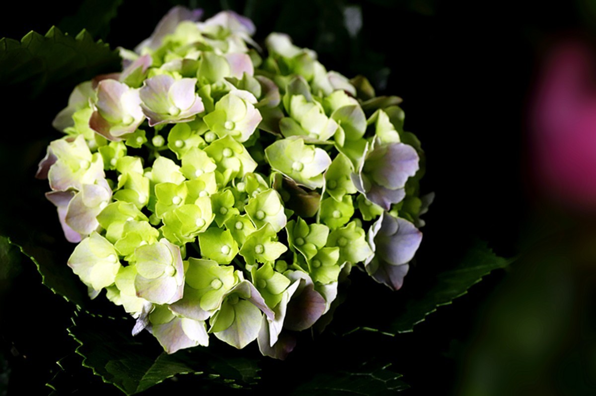 多彩绣球簇拥幸福