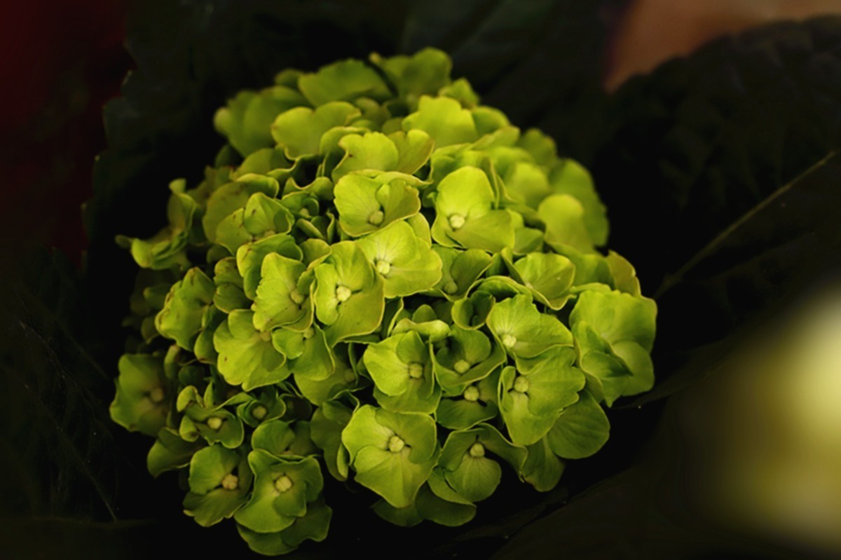 多彩绣球簇拥幸福