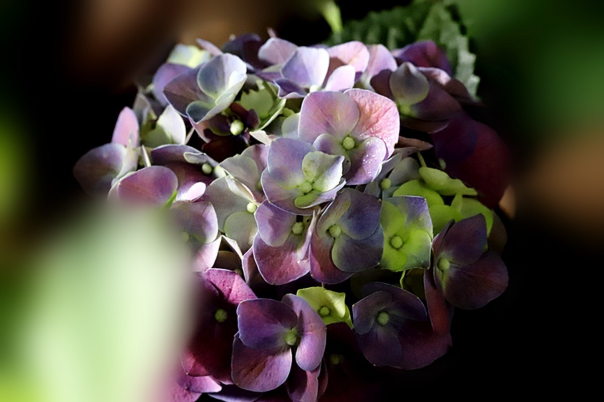 多彩绣球簇拥幸福