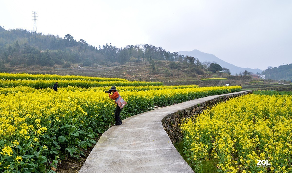 油菜花前天俺参与摄协活动去石溪乡吴山村拍摄油菜花