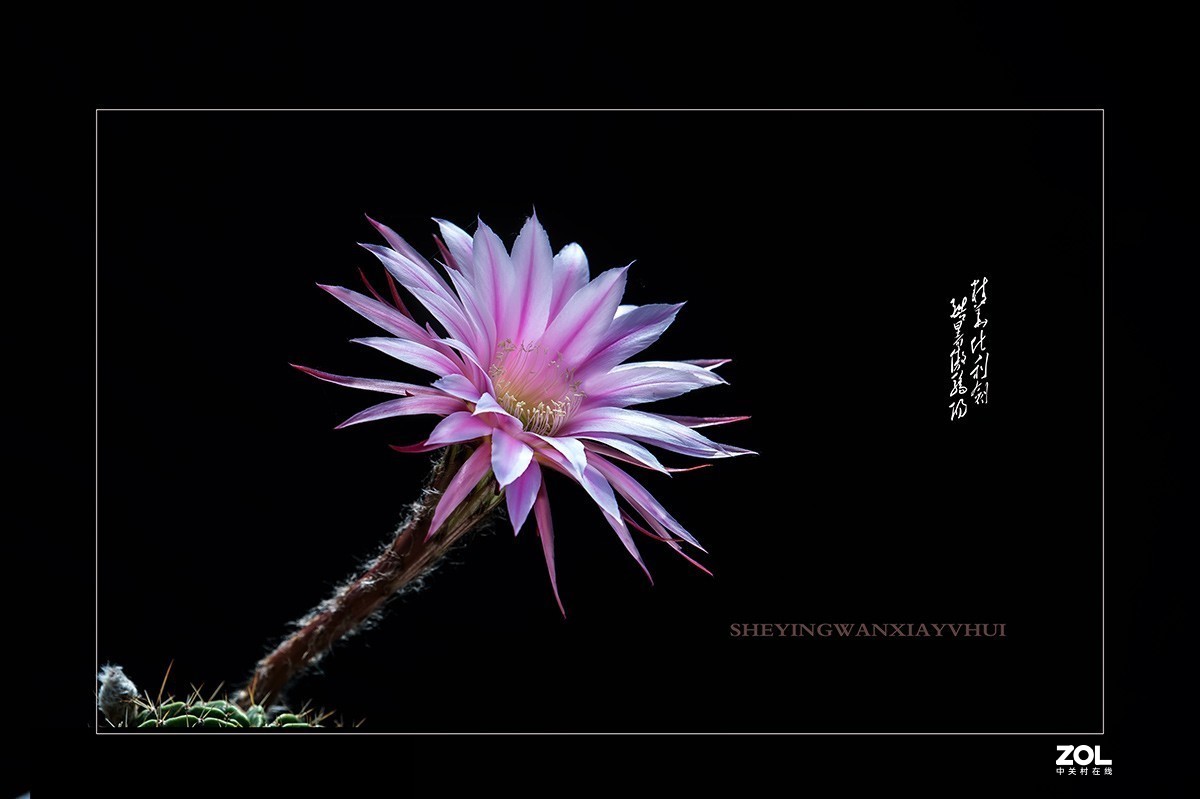 铁血亦柔情 花开靓尊容 【仙人球开花】