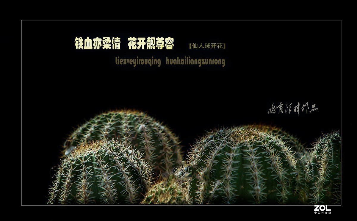 铁血亦柔情 花开靓尊容 【仙人球开花】