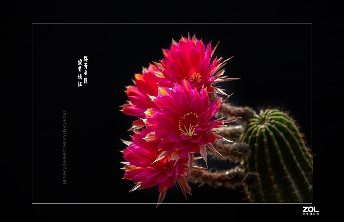 铁血亦柔情 花开靓尊容 【仙人球开花】