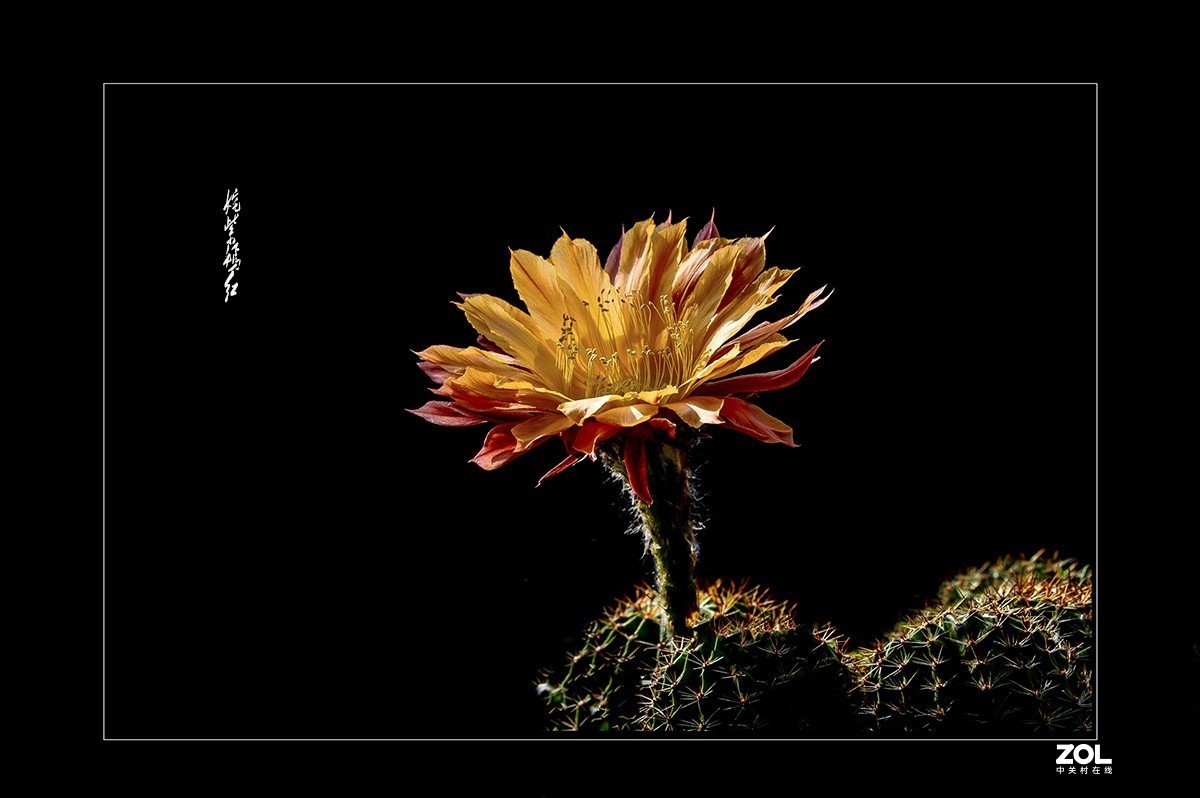 铁血亦柔情 花开靓尊容 【仙人球开花】