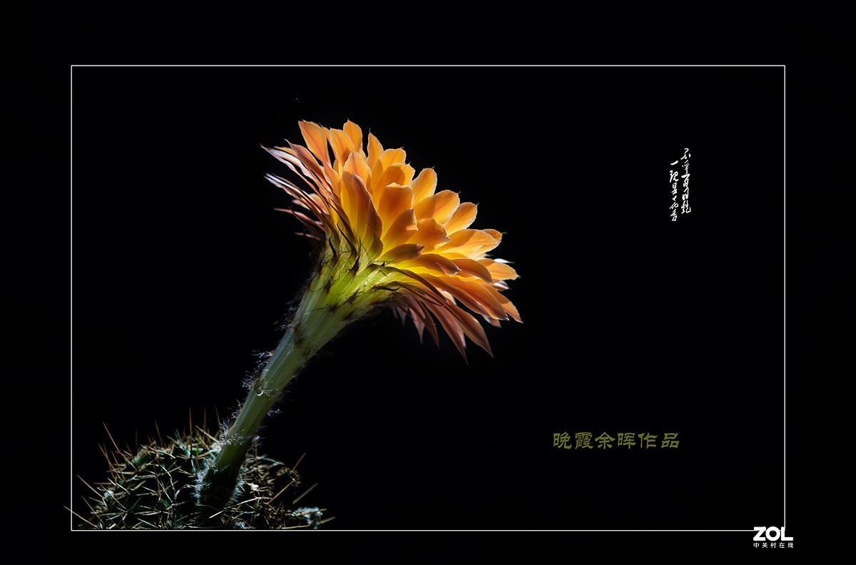铁血亦柔情 花开靓尊容 【仙人球开花】