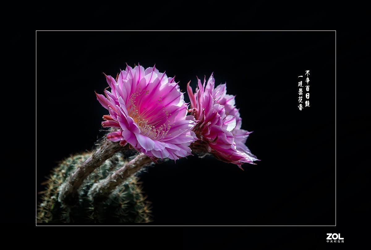 铁血亦柔情 花开靓尊容 【仙人球开花】