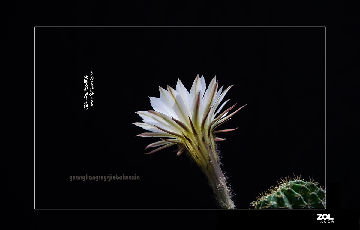 铁血亦柔情 花开靓尊容 【仙人球开花】