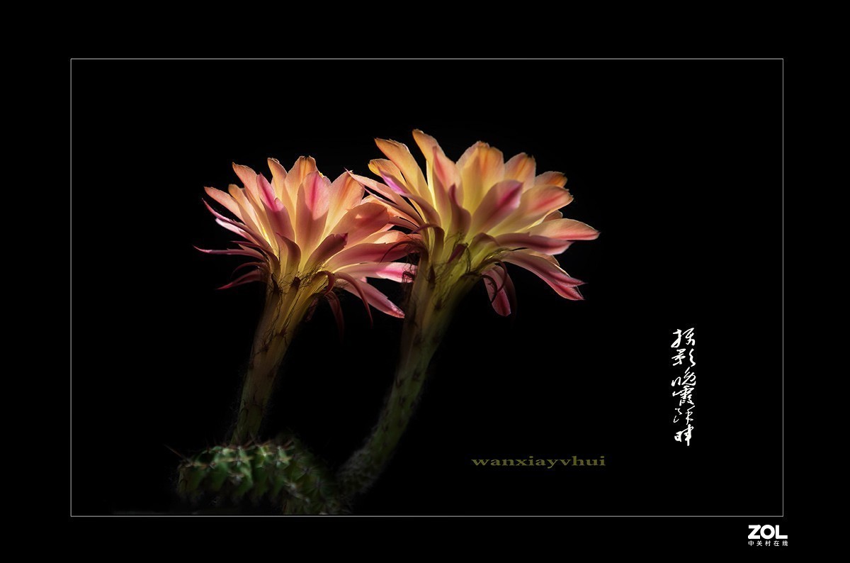 铁血亦柔情 花开靓尊容 【仙人球开花】