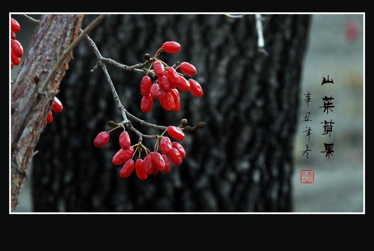 红宝石般的山茱萸果