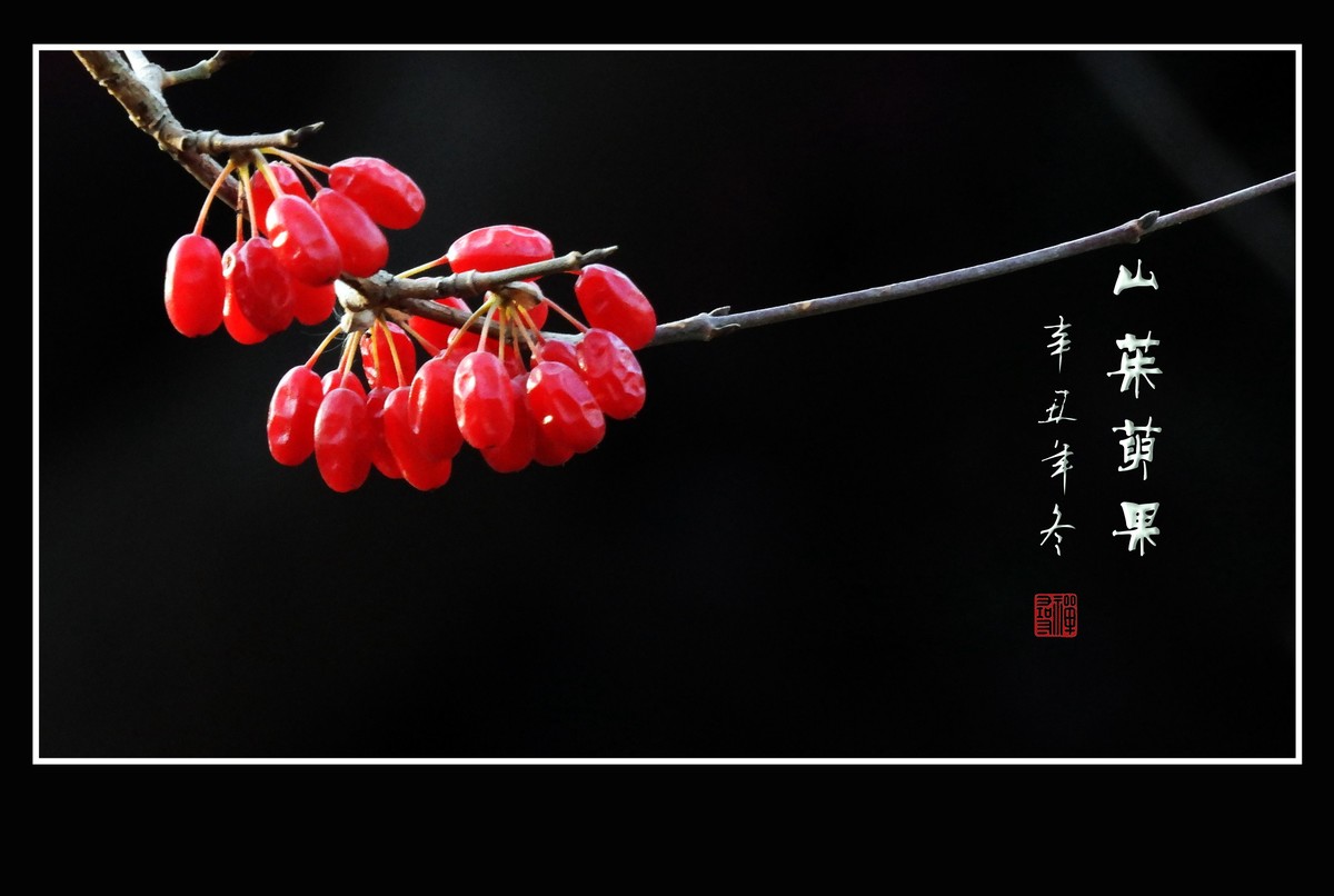 红宝石般的山茱萸果