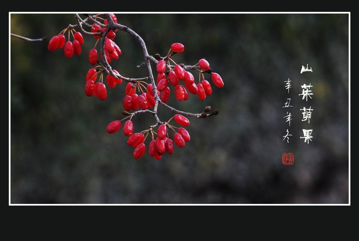 红宝石般的山茱萸果