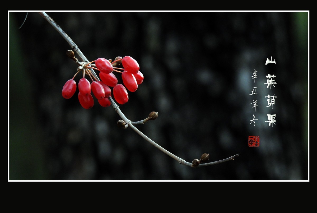 红宝石般的山茱萸果