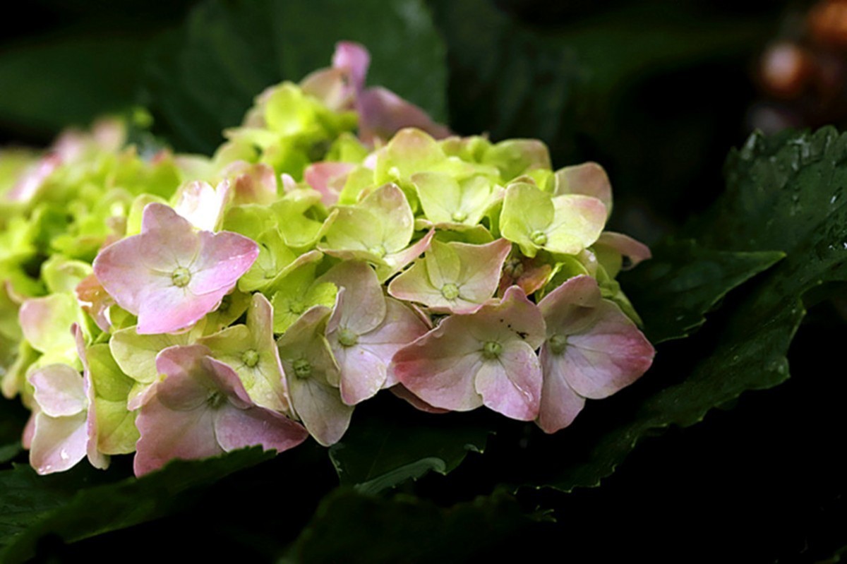 多彩绣球簇拥幸福