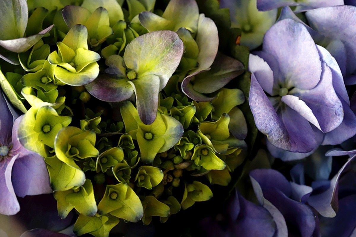 多彩绣球簇拥幸福