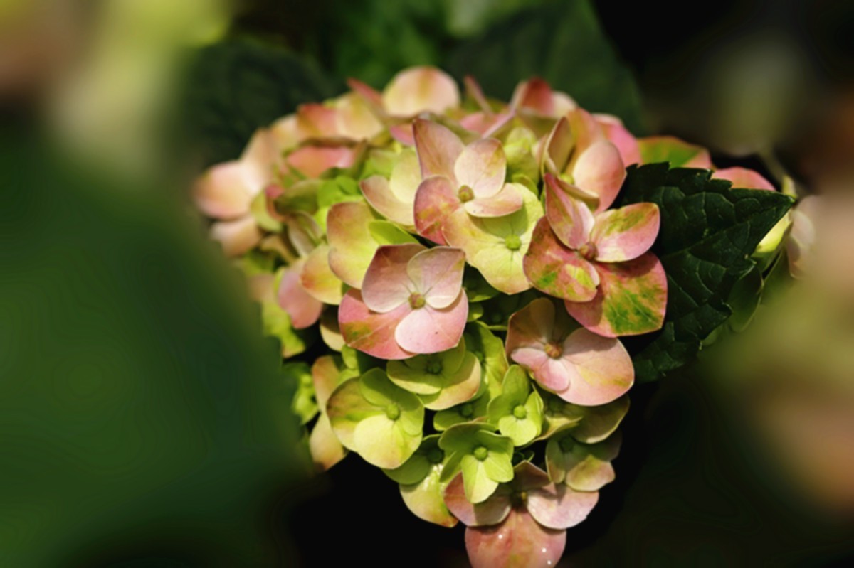 多彩绣球簇拥幸福