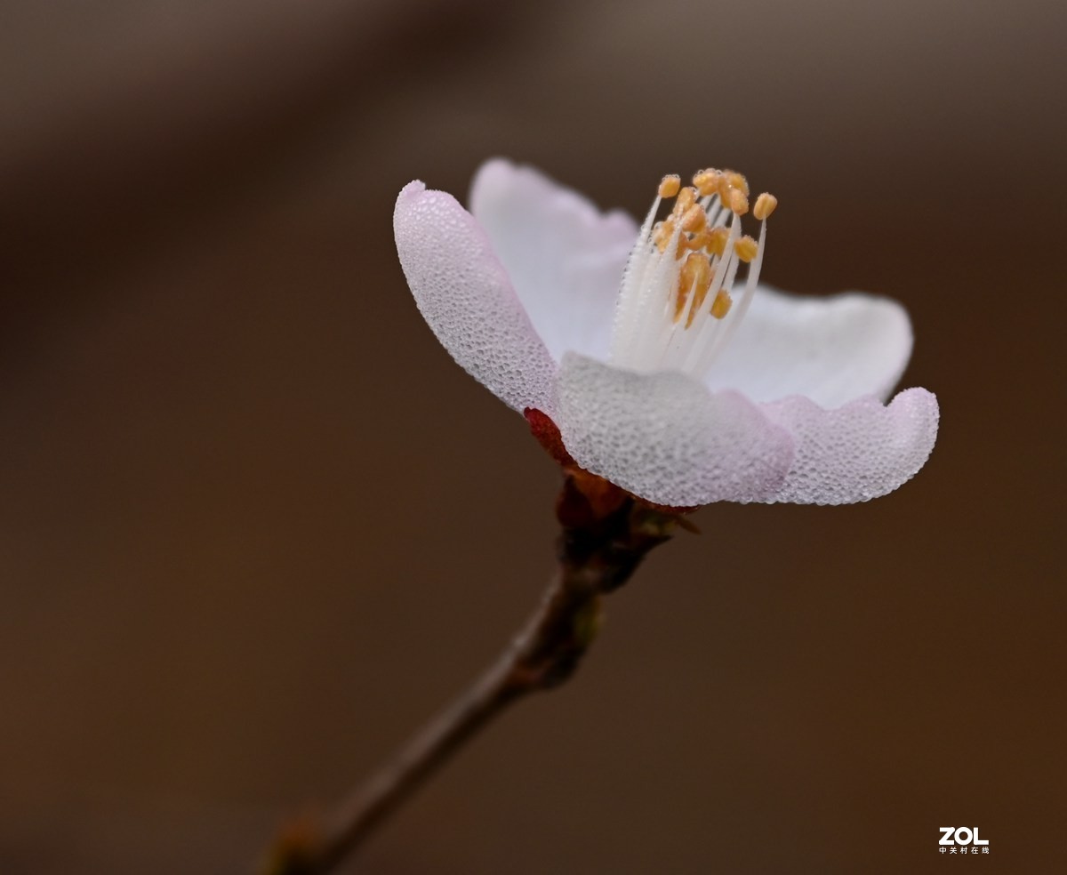 山桃花开春满城