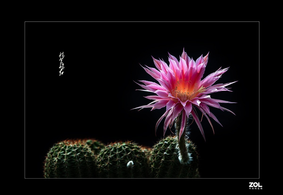 铁血亦柔情 花开靓尊容 【仙人球开花】