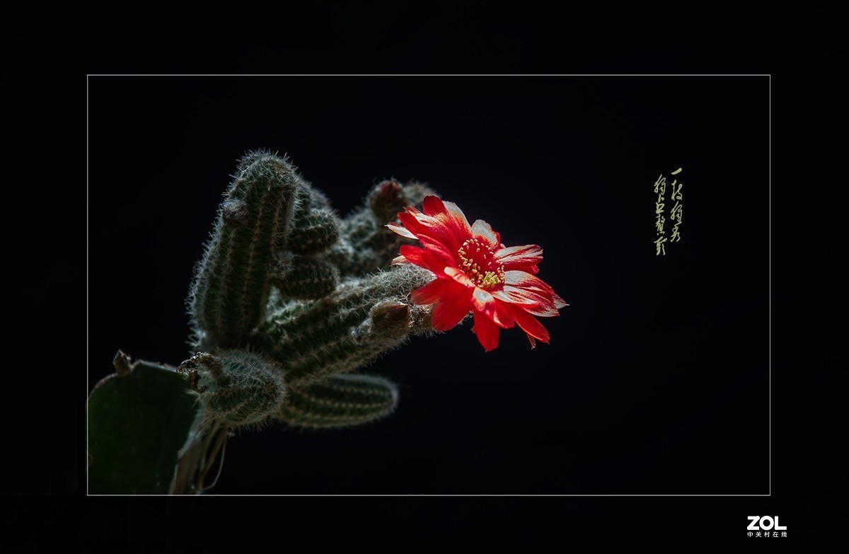 铁血亦柔情 花开靓尊容 【仙人球开花】