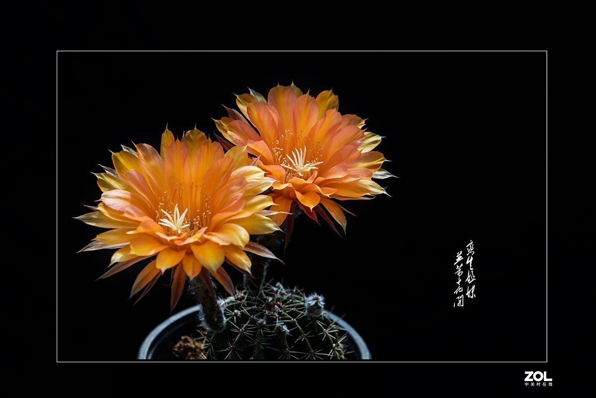 铁血亦柔情 花开靓尊容 【仙人球开花】