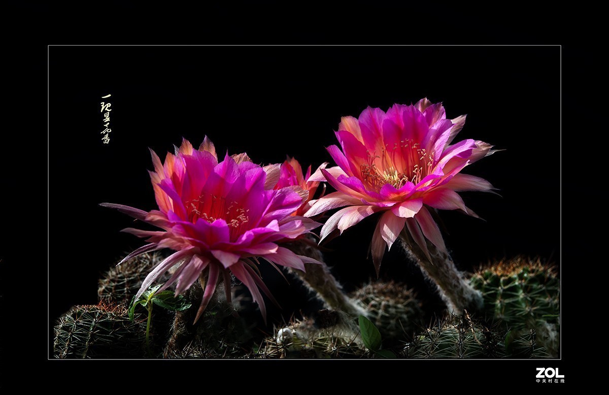 铁血亦柔情 花开靓尊容 【仙人球开花】