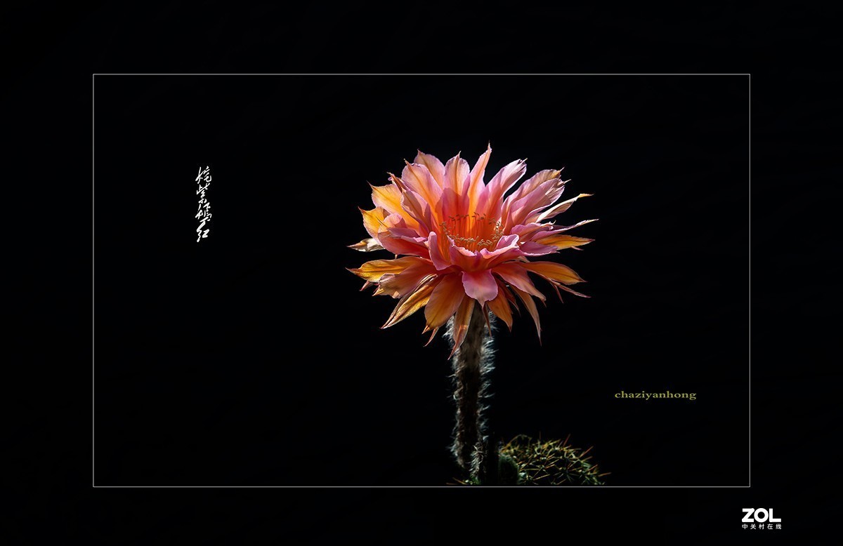 铁血亦柔情 花开靓尊容 【仙人球开花】