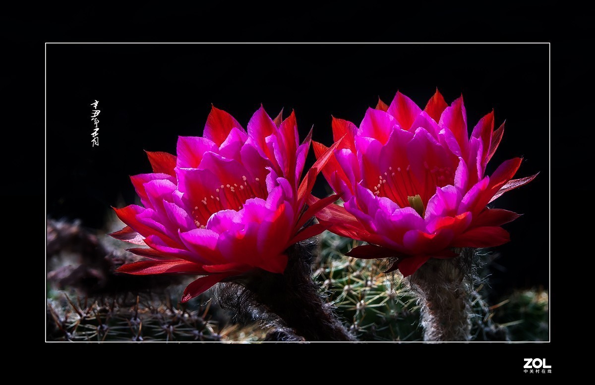 铁血亦柔情 花开靓尊容 【仙人球开花】