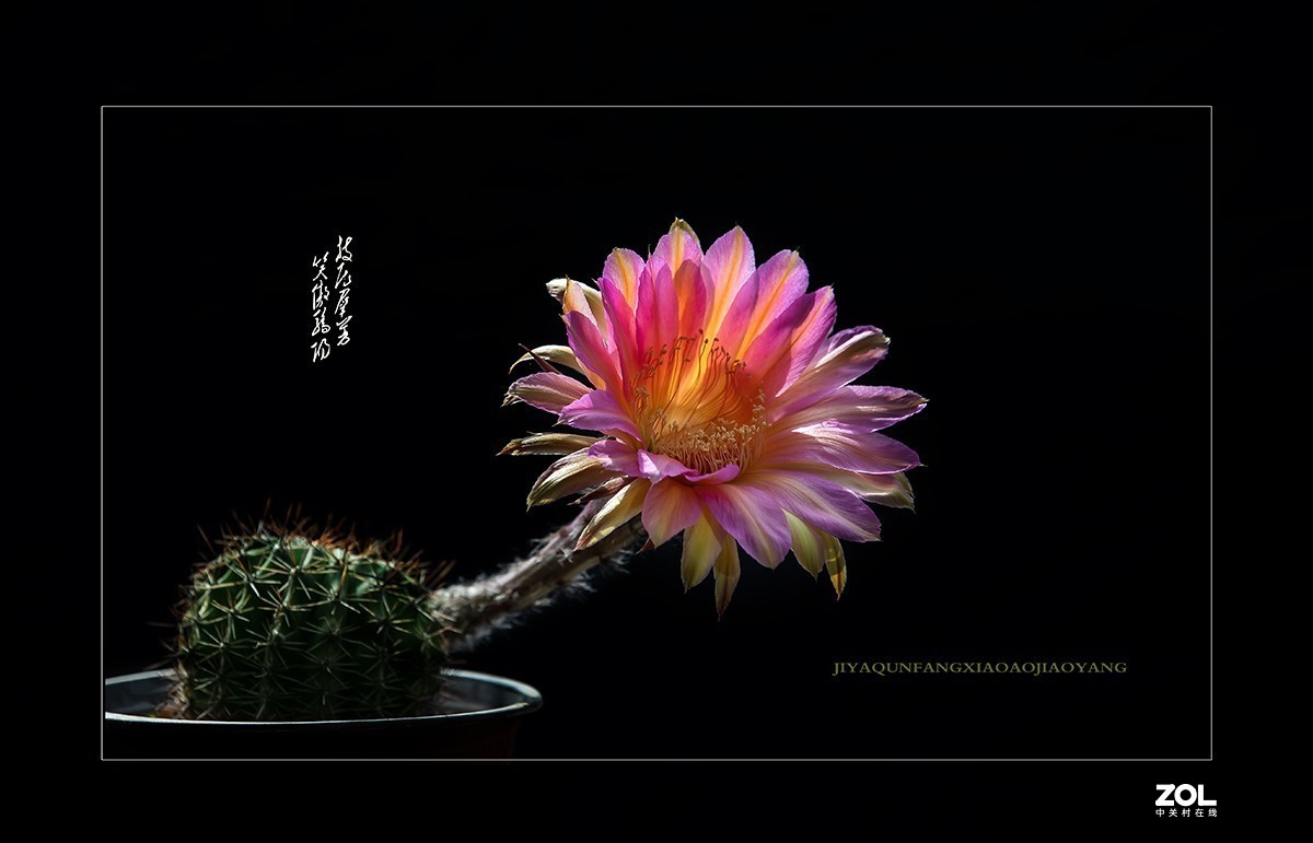 铁血亦柔情 花开靓尊容 【仙人球开花】