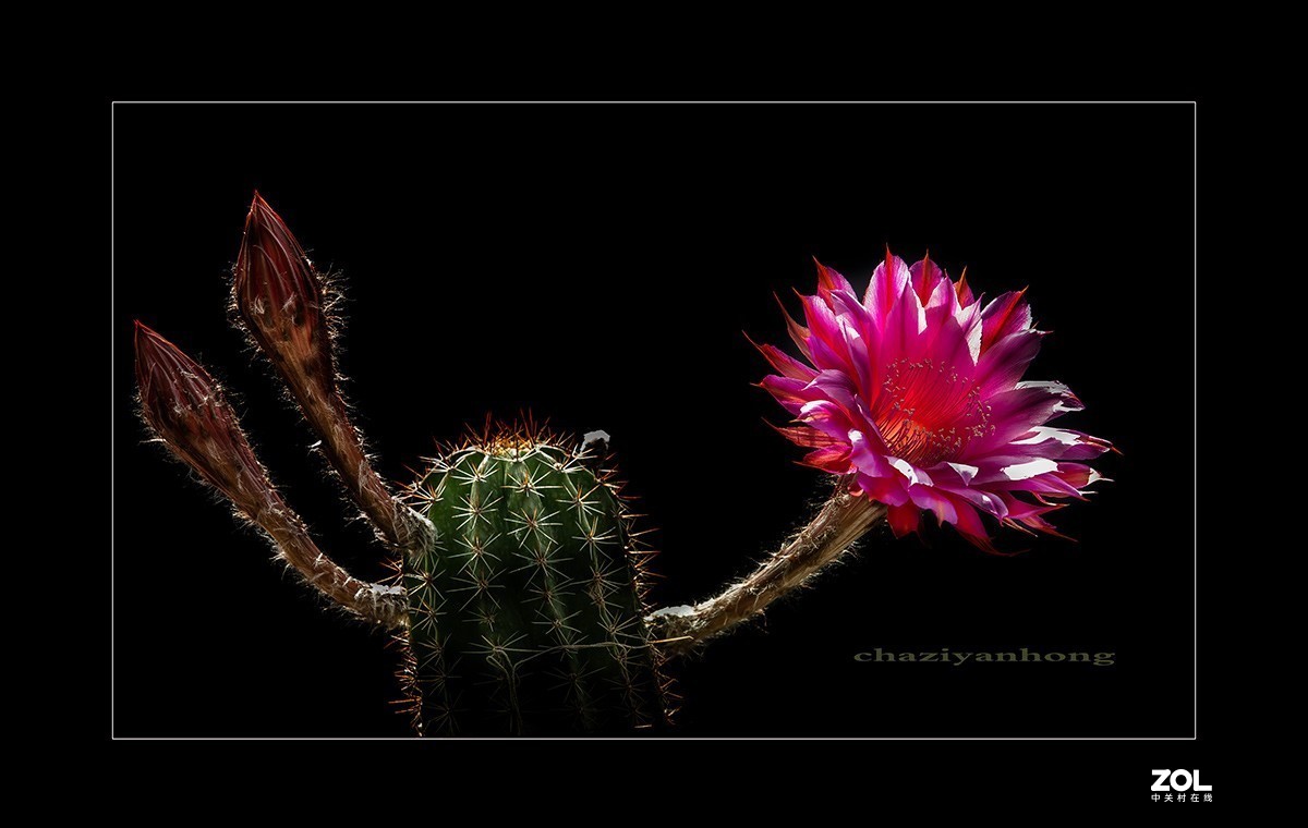 铁血亦柔情 花开靓尊容 【仙人球开花】