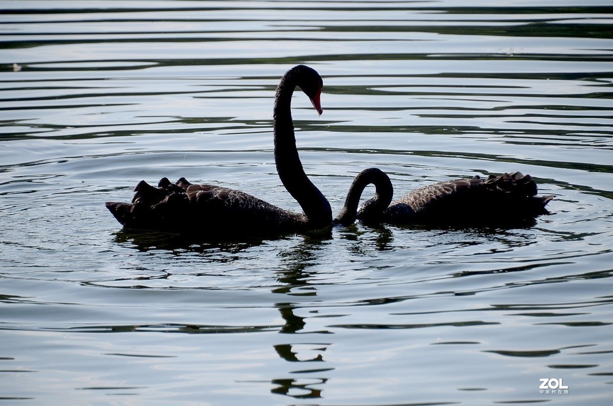 一组黑天鹅