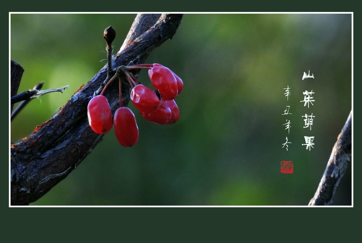 红宝石般的山茱萸果