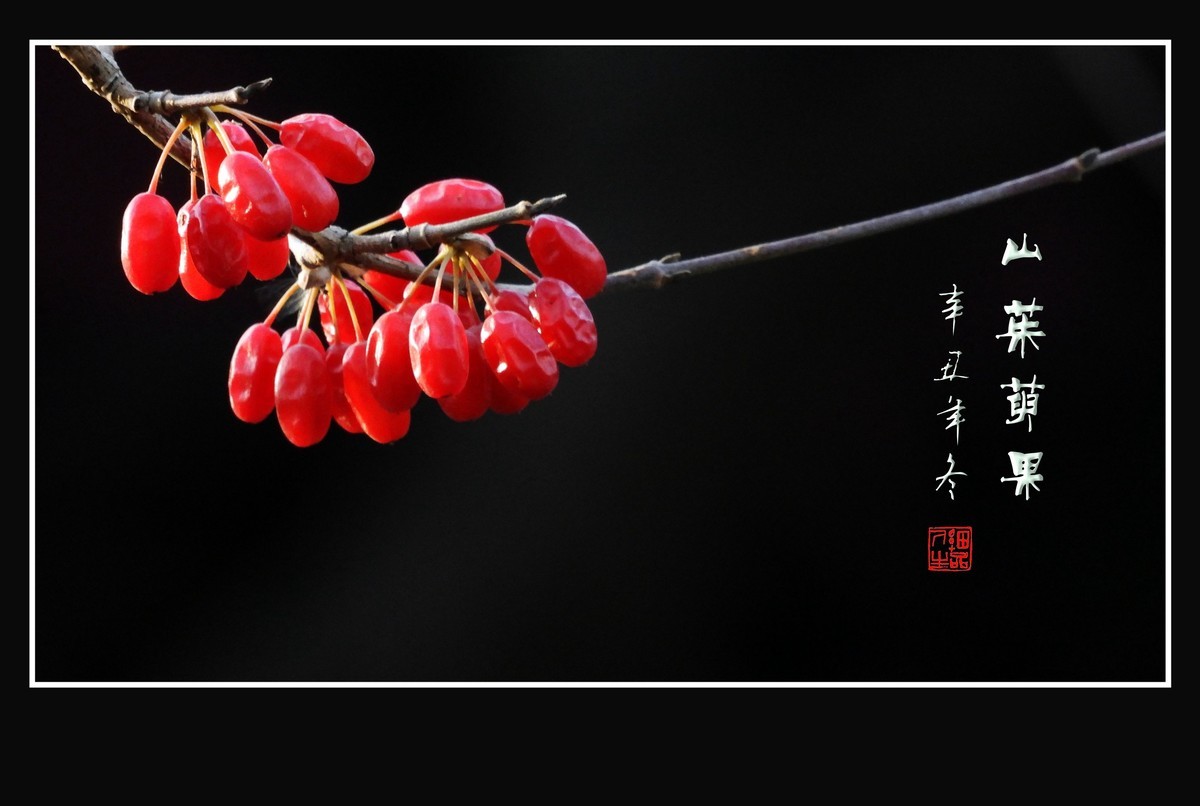 红宝石般的山茱萸果