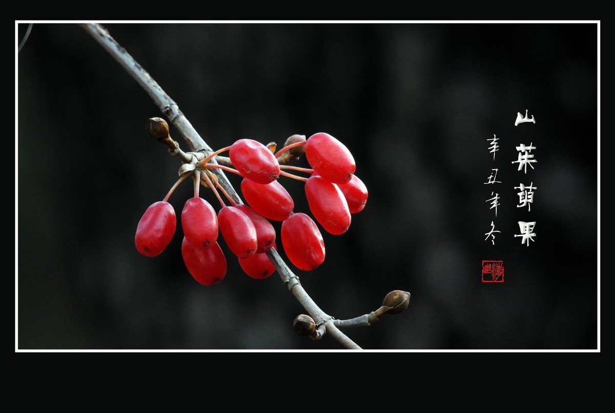 红宝石般的山茱萸果