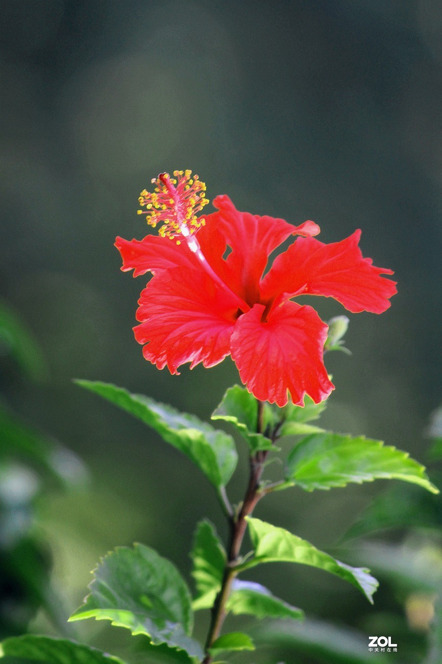 [扶桑花]之三十八-中关村在线摄影论坛