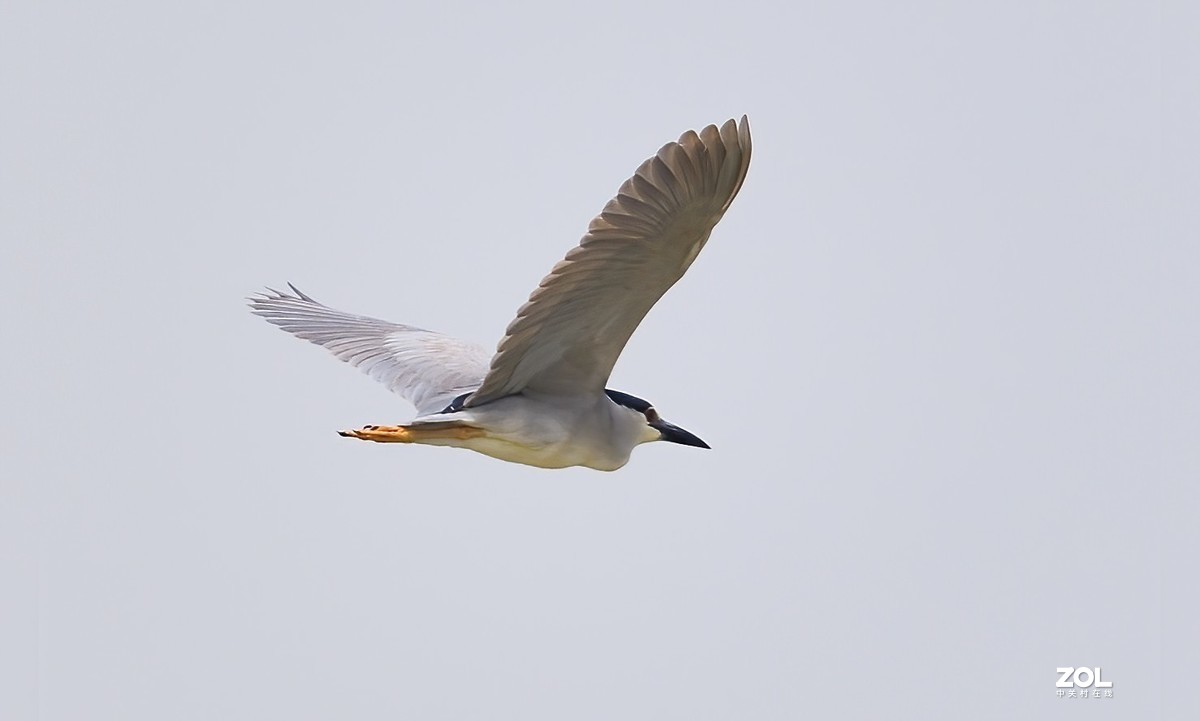 阴天打鸟，空气也不通透