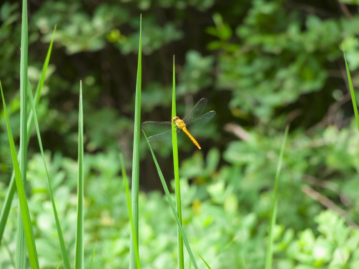 尼康卡片P7800样片