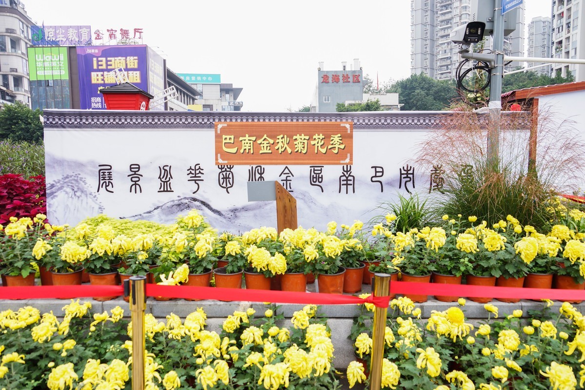 姹紫嫣红-疫情下看巴南龙洲湾菊展